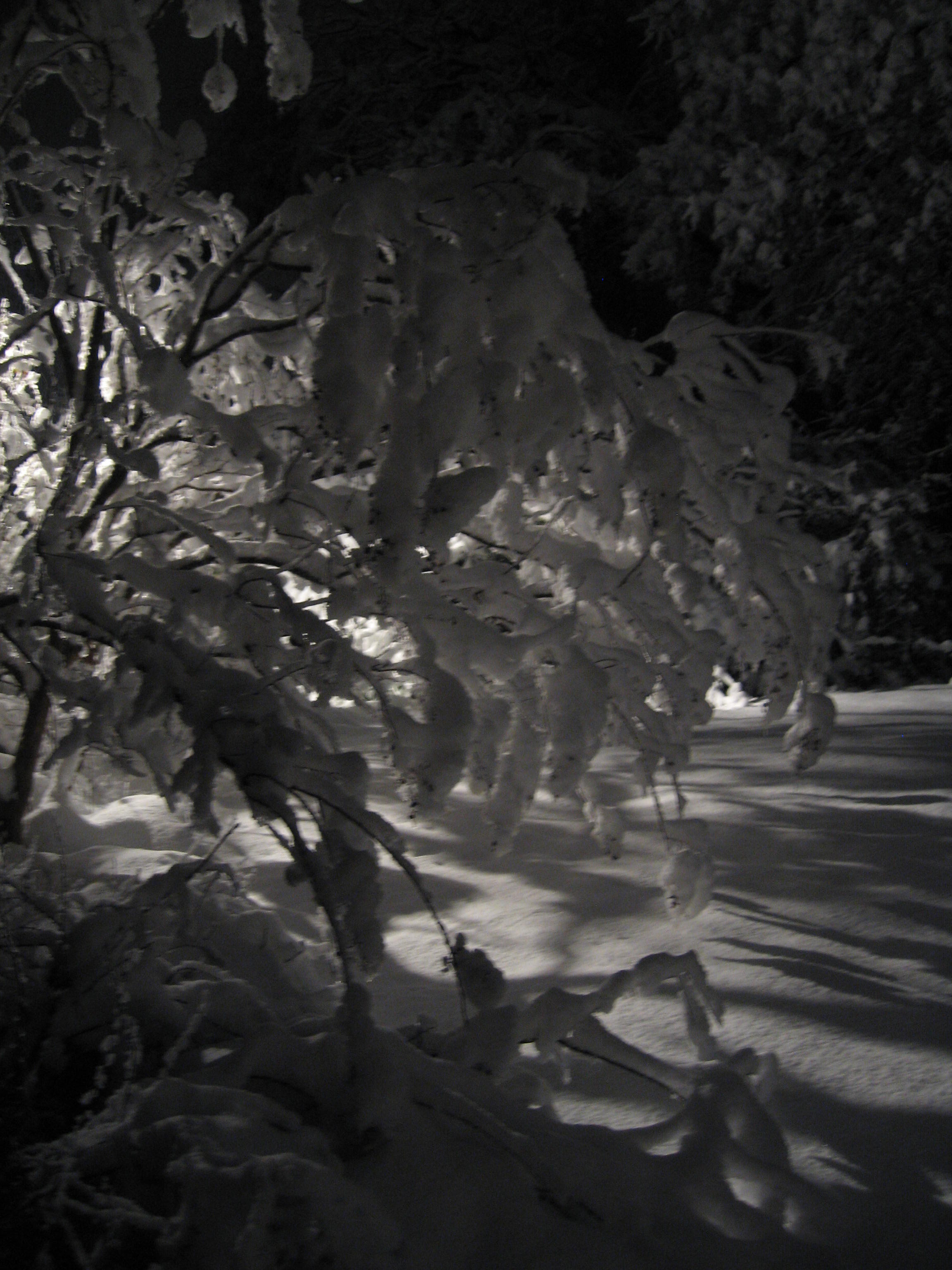 10.02.11 cedar hill snow scenes 054